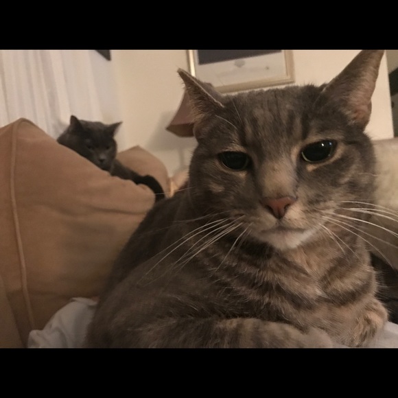 Meet your Posher, Ron - Picture 4 of 5